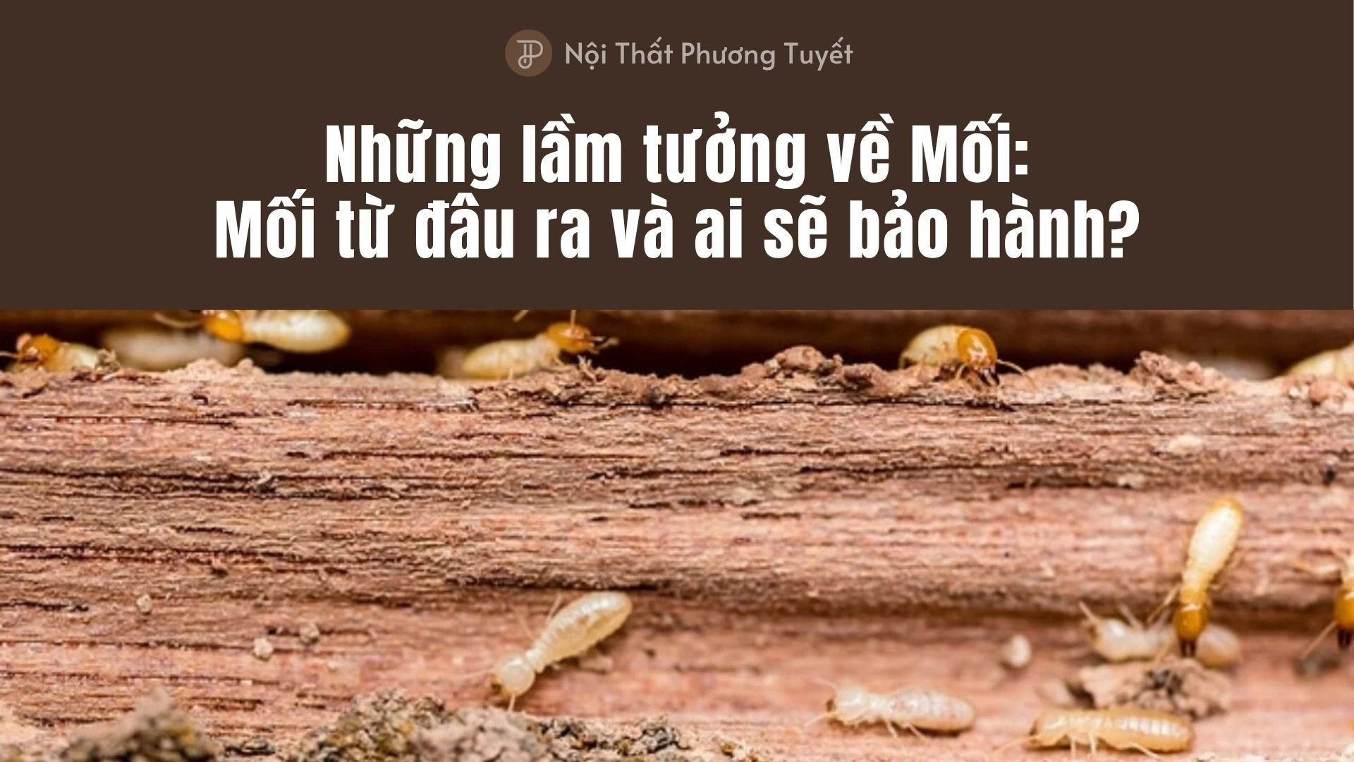 Những lầm tưởng về Mối: Mối từ đâu ra và ai sẽ bảo hành?